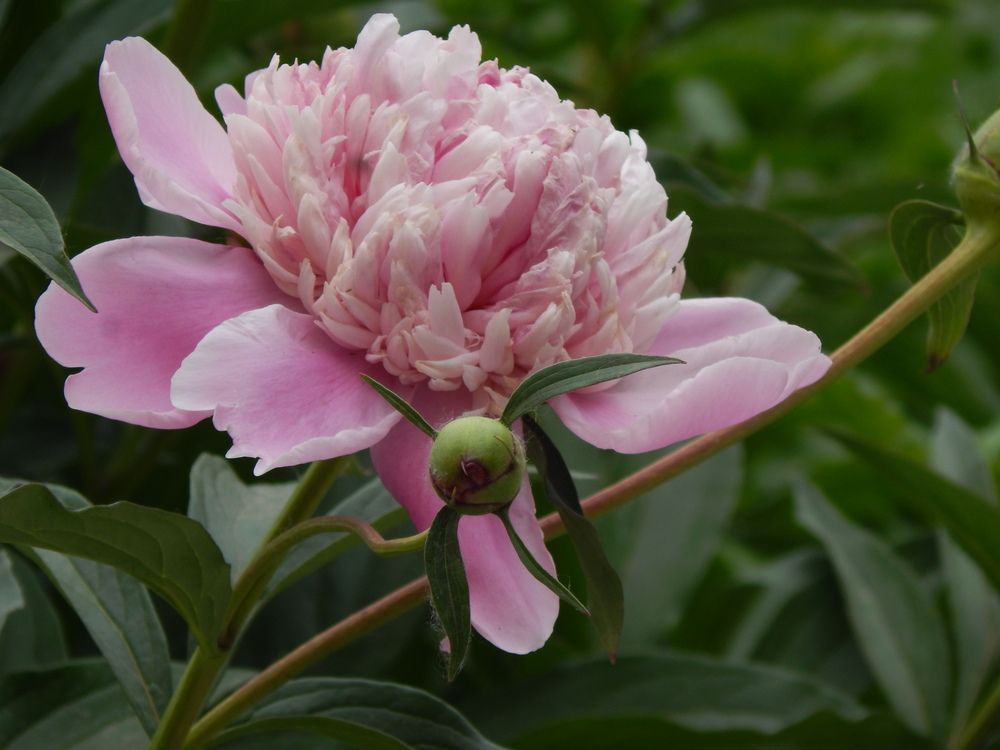 Нежный розовый пион с бутоном.