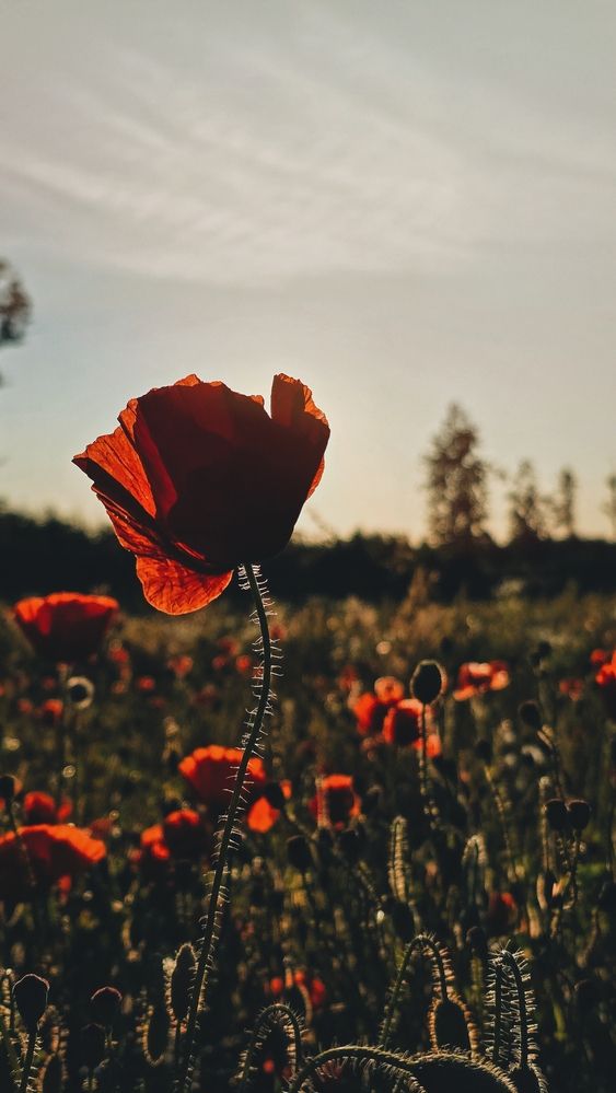 Photograph by Наталия Короленко