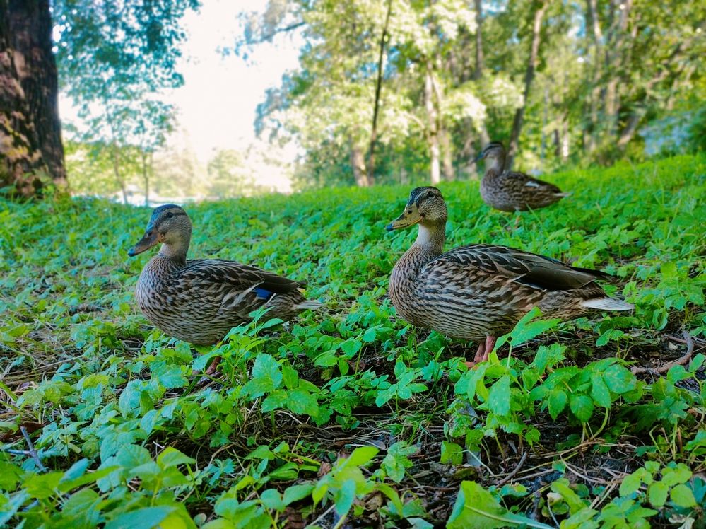 Фотография автора Светлана Смирнова