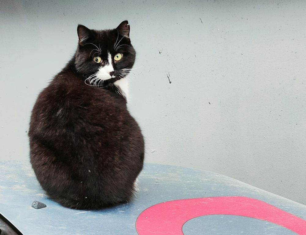 Фотография автора Светлана Смирнова