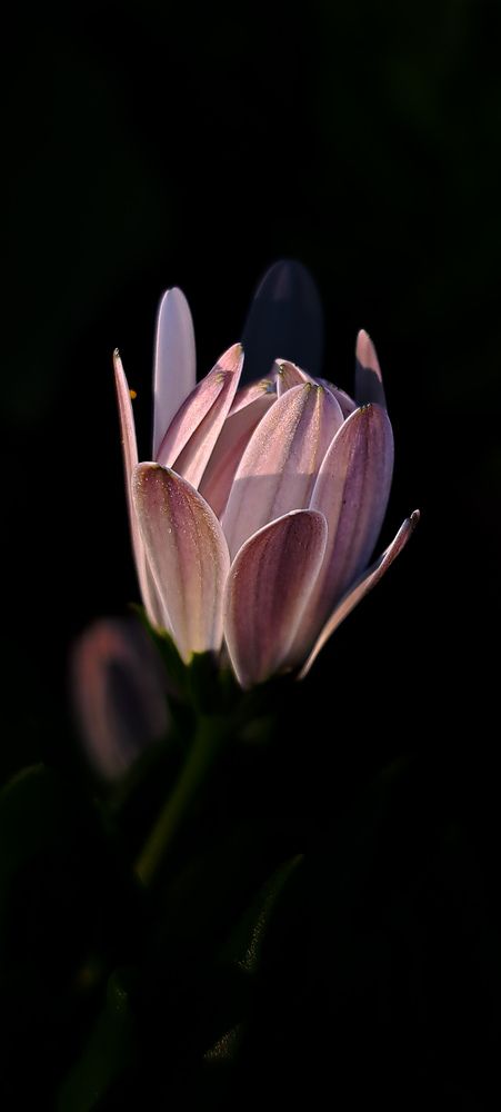 Photograph by Галина Перепечаева