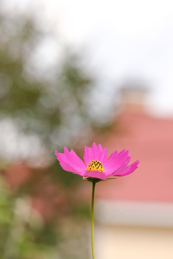 Фотография автора Александр Высоцкий