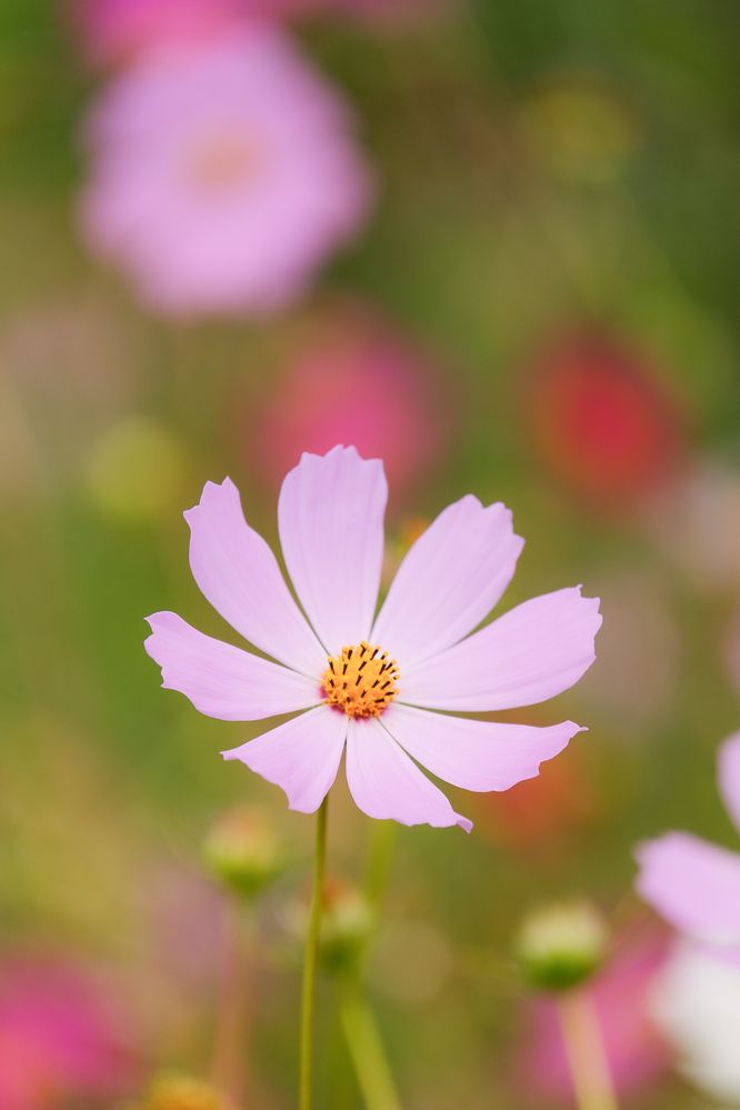 Фотография автора Александр Высоцкий