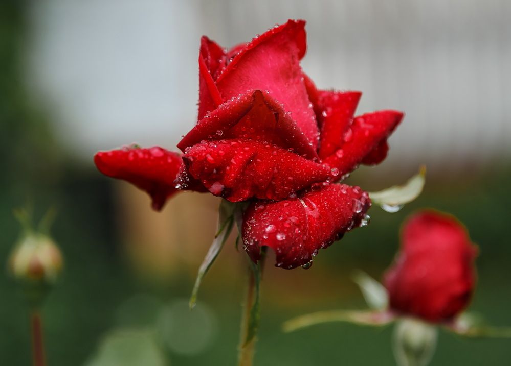 Photograph by Наталья Колеватова