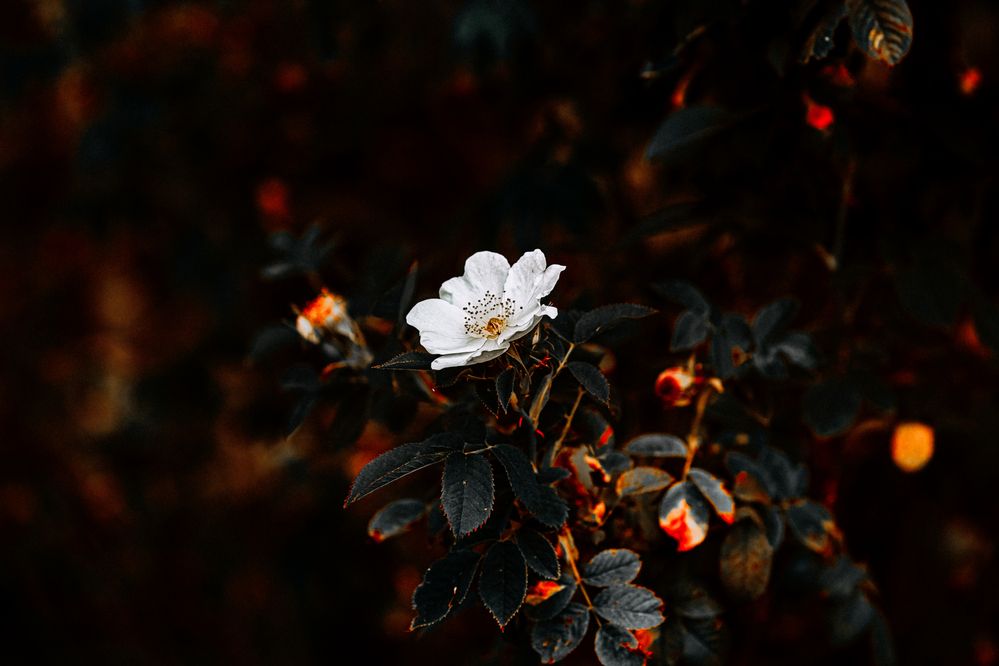 Photograph by Виталий Са