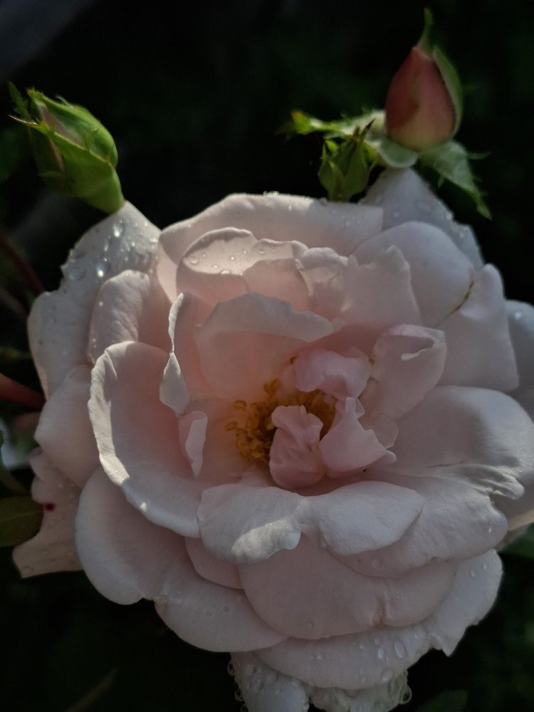 Photograph by Катерина Солдатова