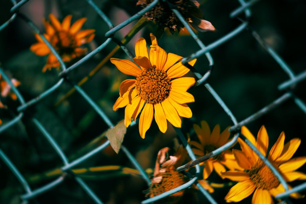 Photograph by Сергей Удовиченко