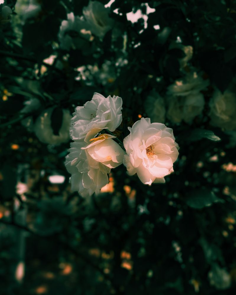 Photograph by Сергей Удовиченко