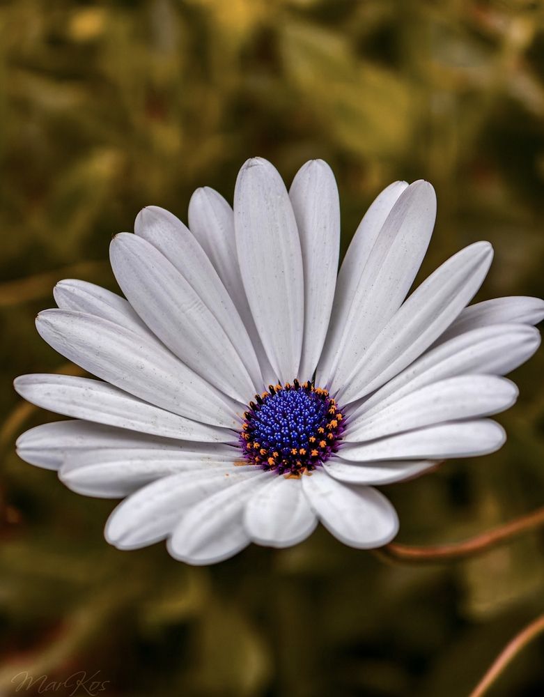 Photograph by Konstantin Martynov