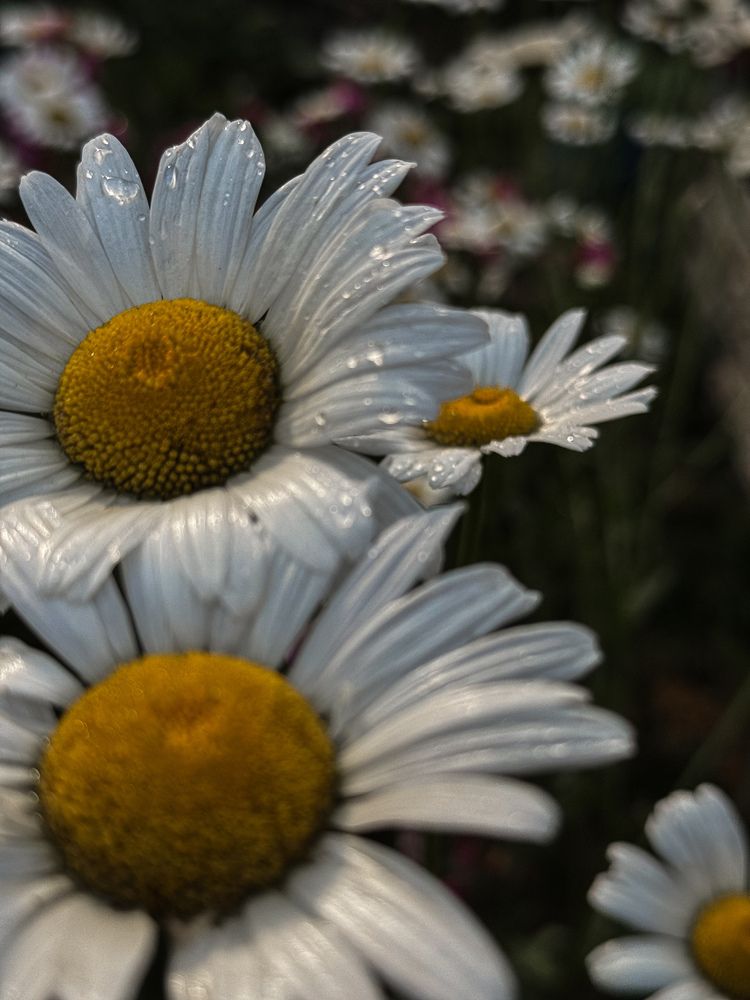 Photograph by Наталья