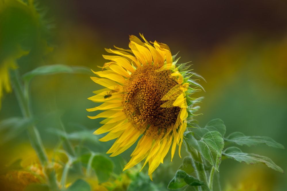 Flying through petals