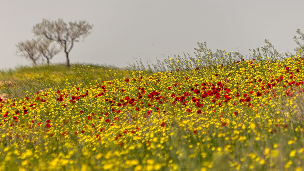 Фотография автора Александр Довганюк