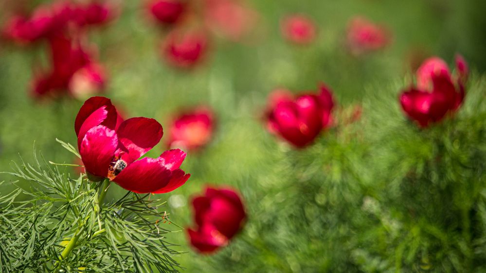 Фотография автора Александр Довганюк