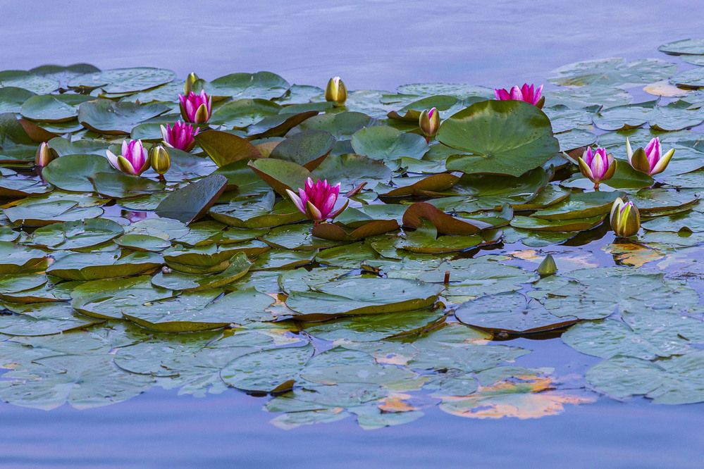 Фотография автора Вадим Копилец
