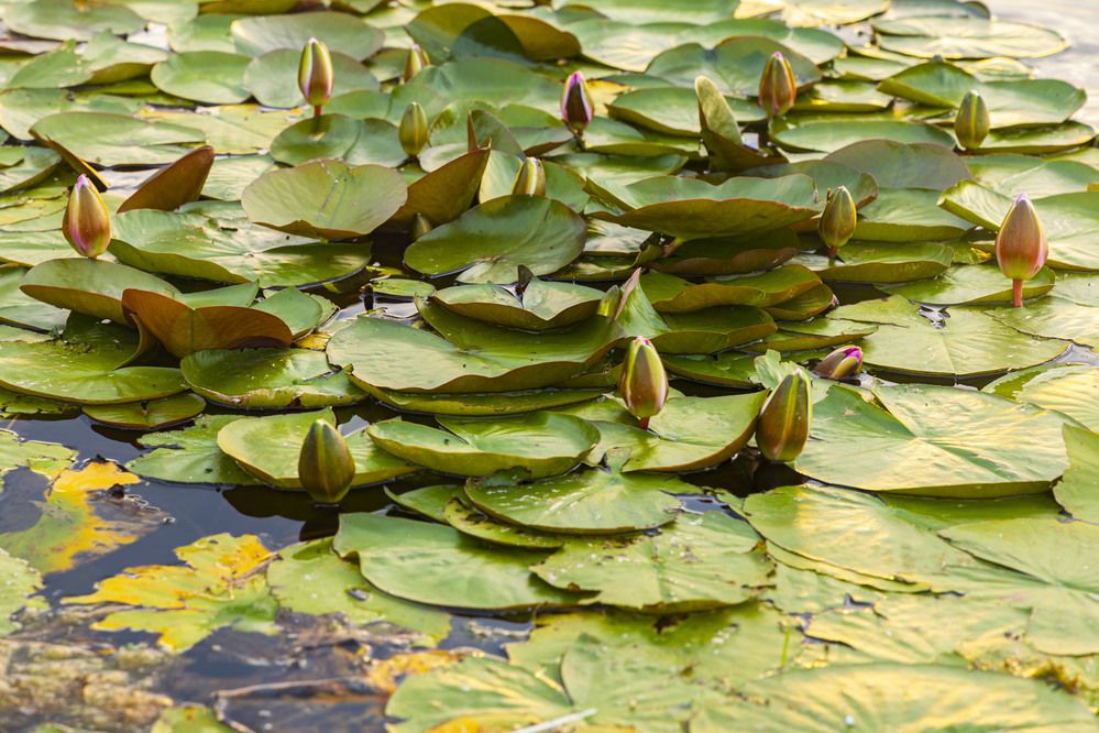 Фотография автора Вадим Копилец