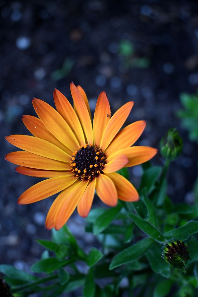 Photograph by MariaVittoria Amoruso