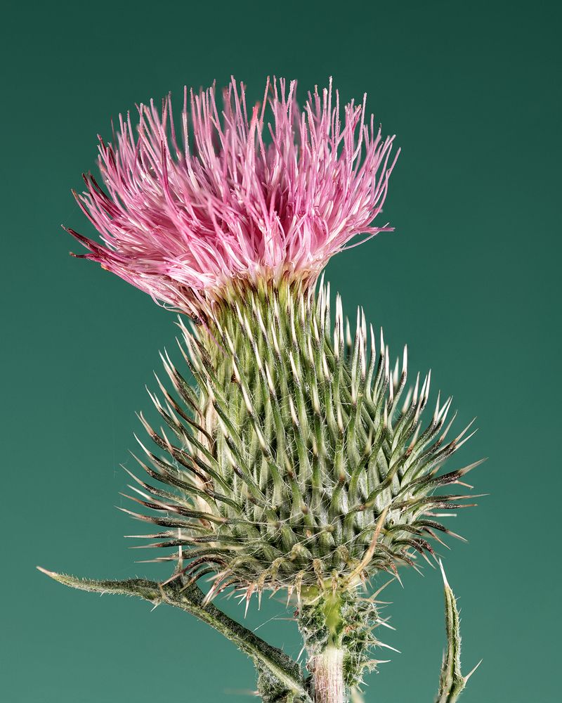 Фотография автора Наталья Филиппова