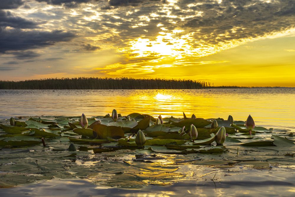 Золотой лотос