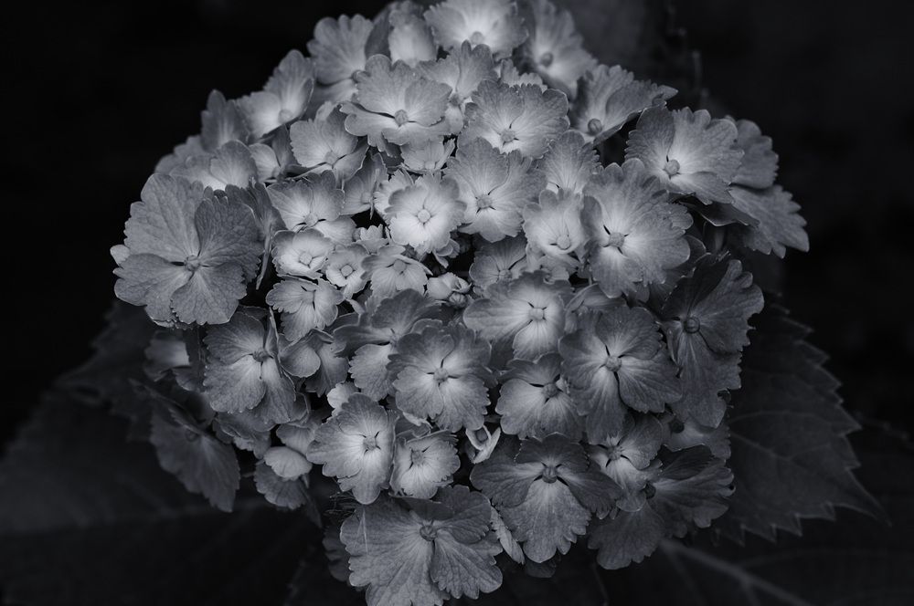 Photograph by Nobu-Oh