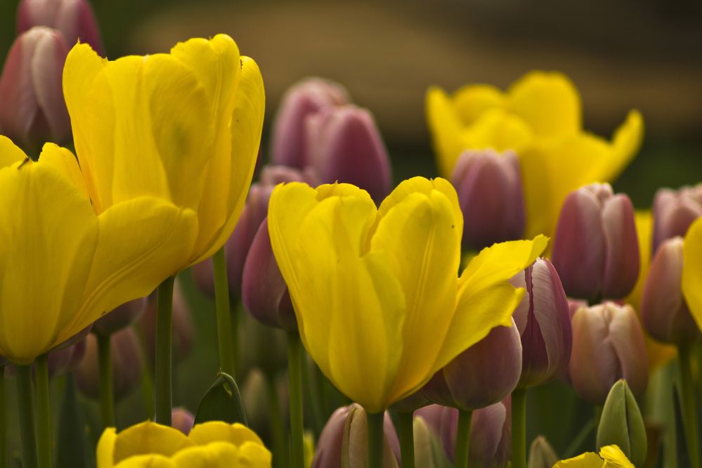 Время цветов.