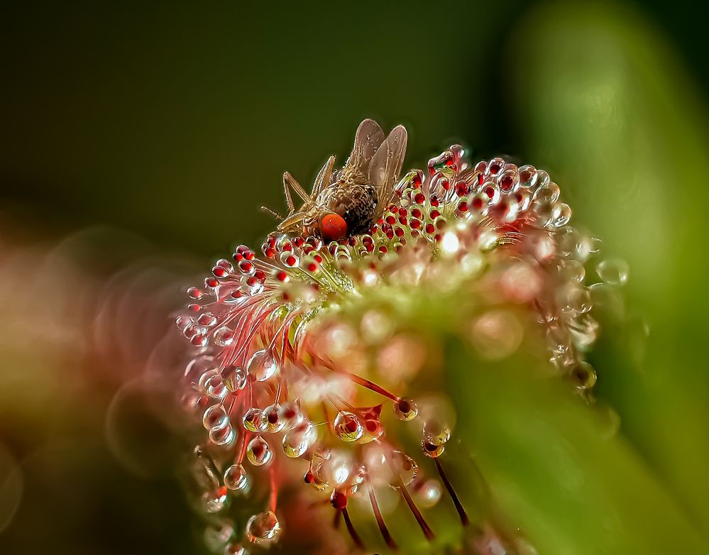 Photograph by Савчук Анатолий