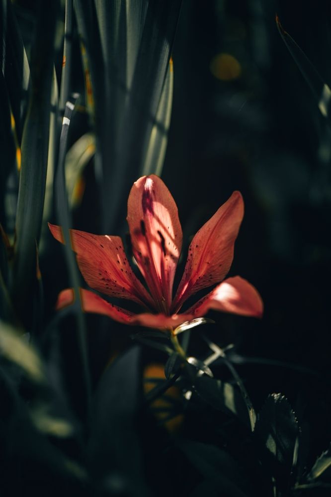 Фотография автора Николай Гришин