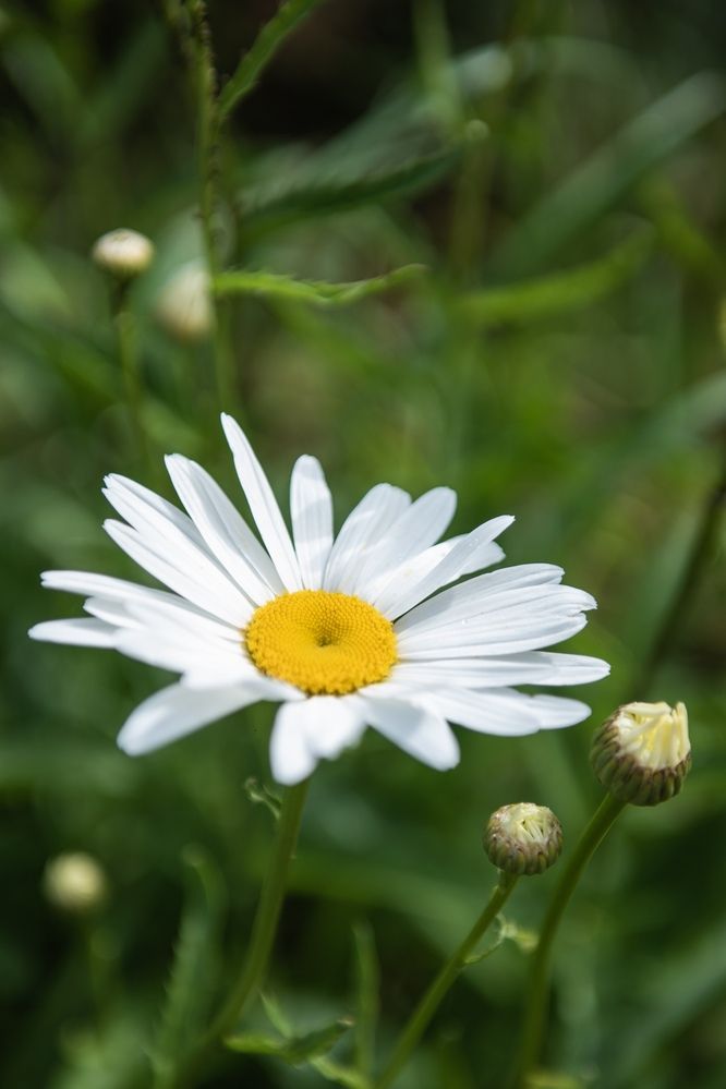 Фотография автора Николай Гришин