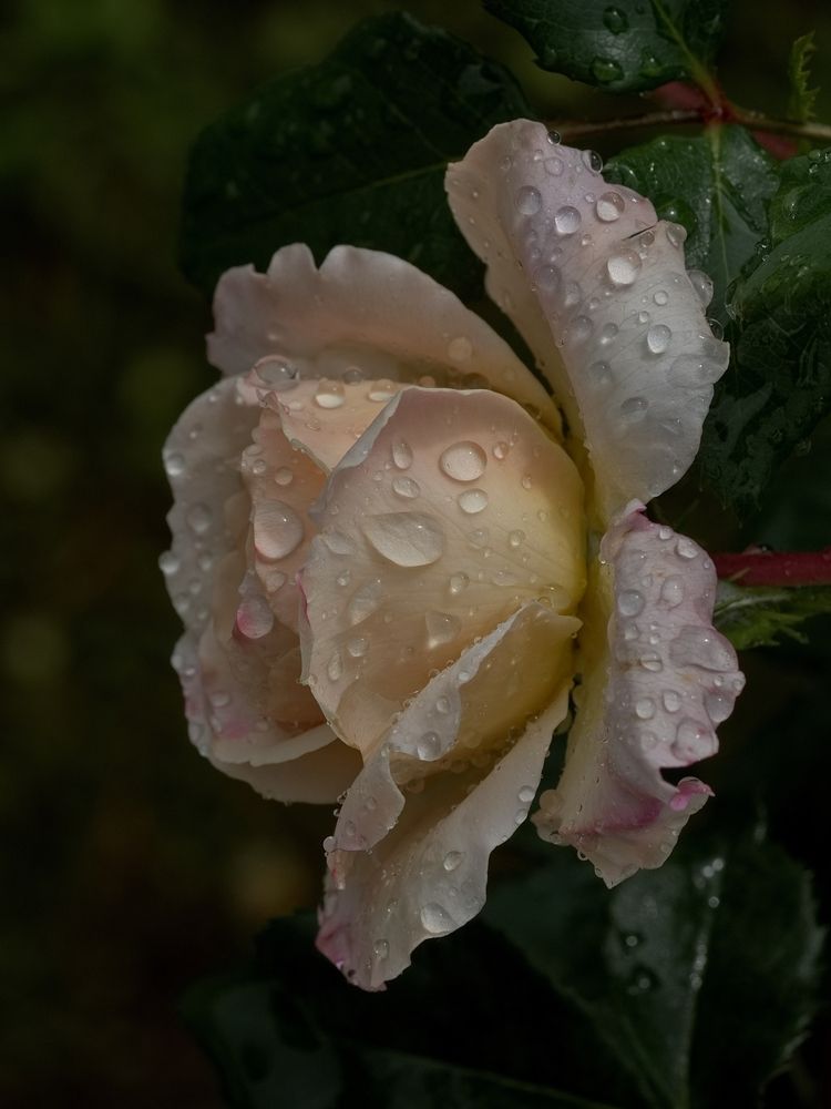 Фотография автора Юрий Кашлевский