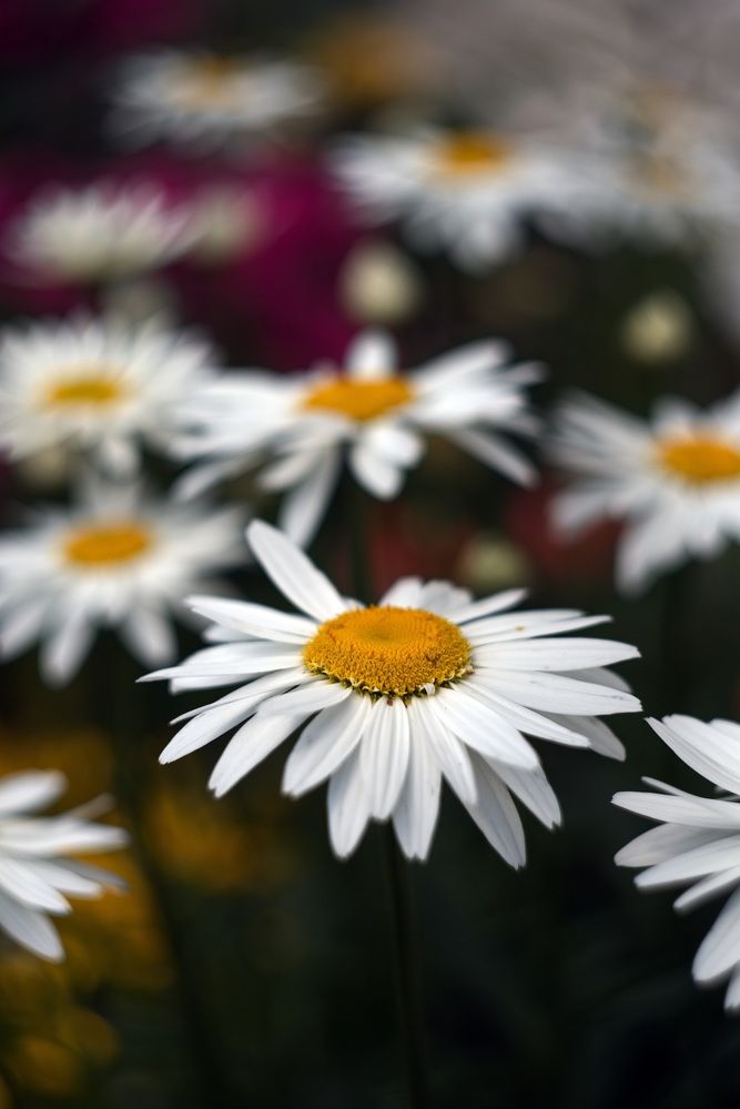 Фотография автора Юрий Кашлевский