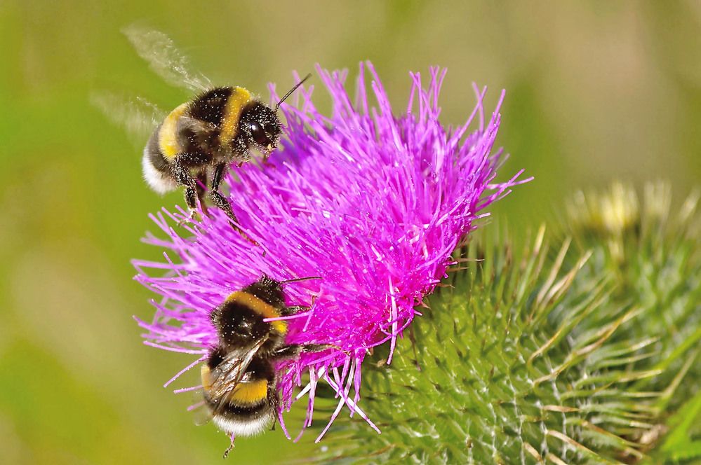 Photograph by Marjo Steffen