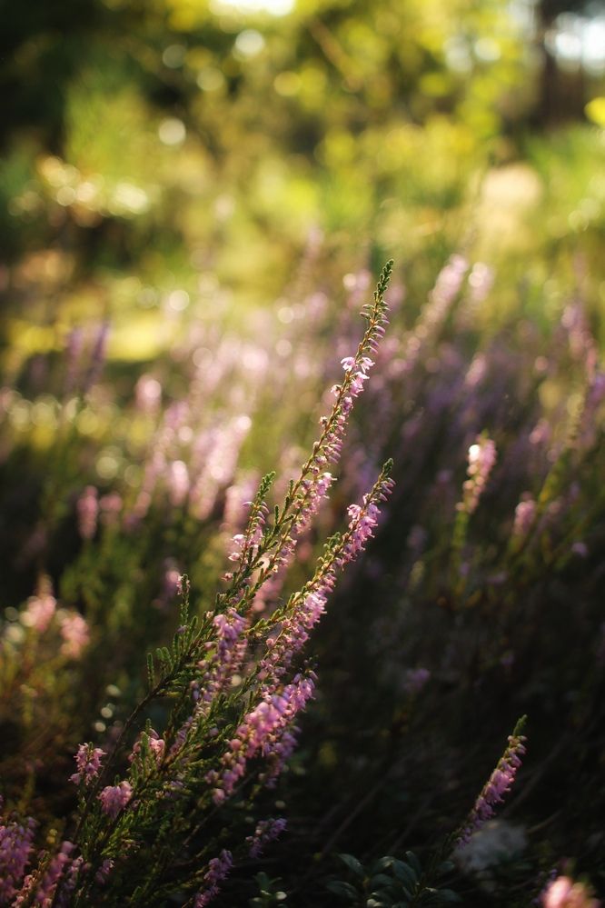 Photograph by Эмма Астапова