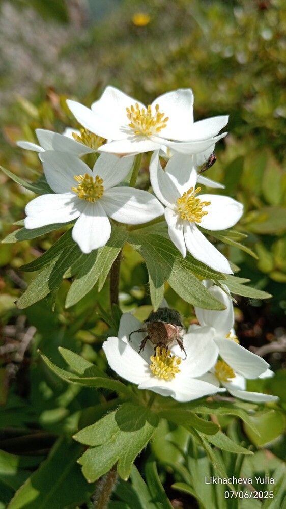 Photograph by Юлия Лихачева