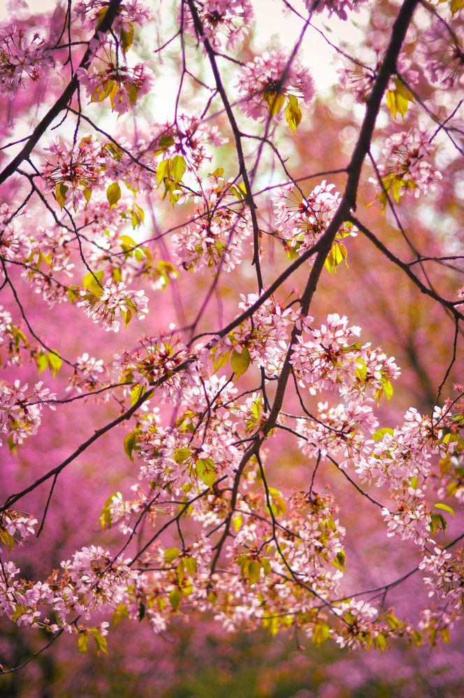 Фотография автора Елизавета Синицына