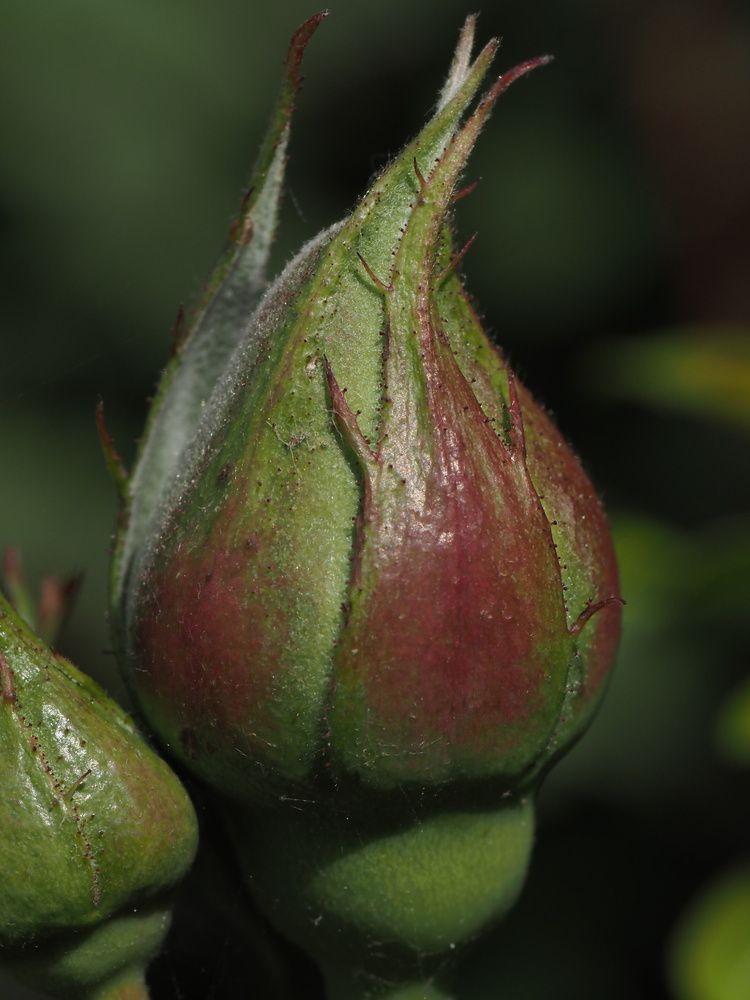 Photograph by Сергей Борисов