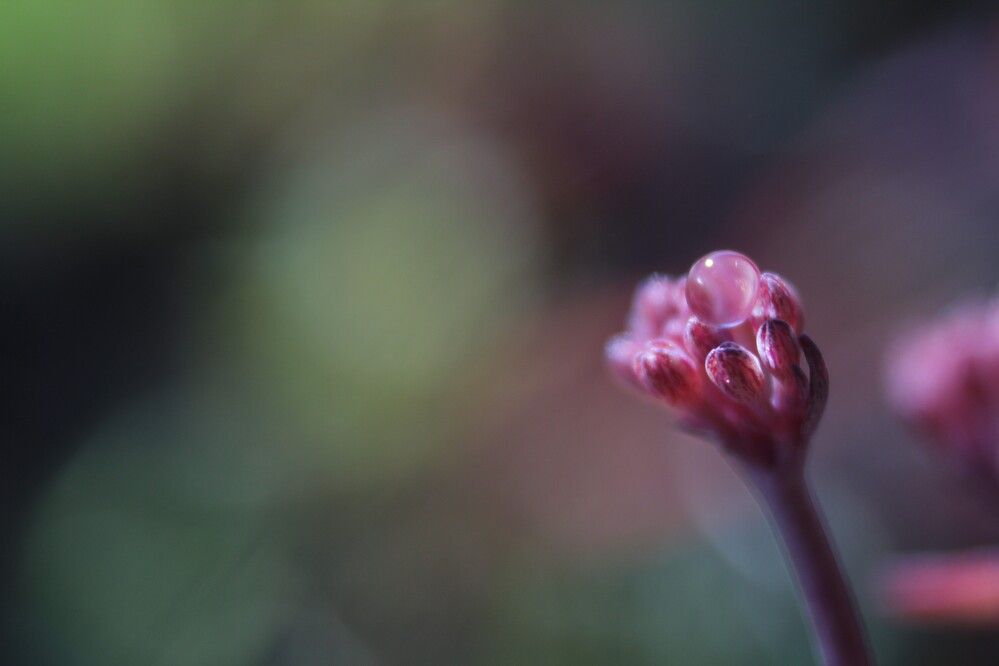 Photograph by Anna Grin