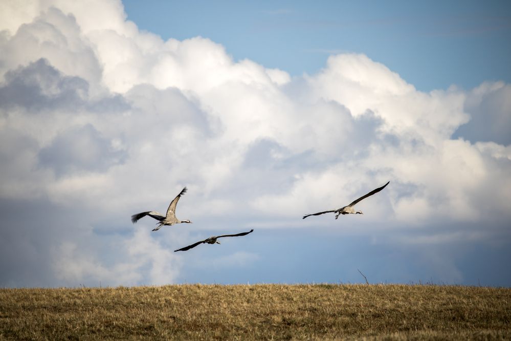 Фотография автора  Inga Ivanova APCA, EPCA, EPCA/B, P IAAP