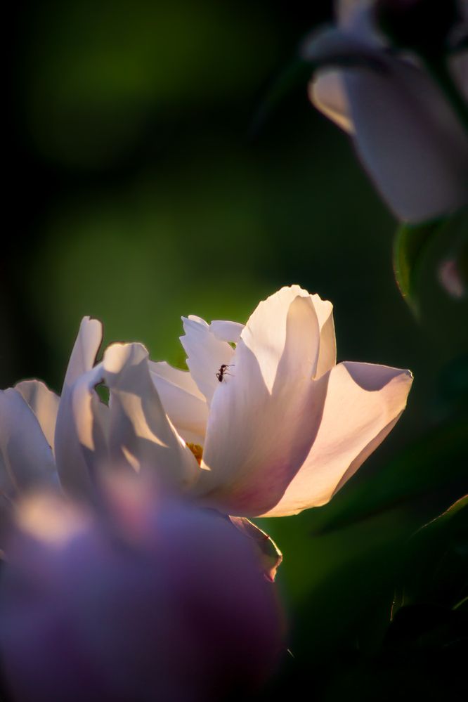 Photograph by Алина Орлова