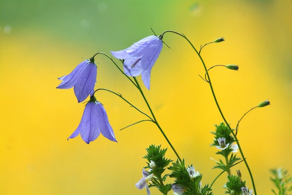 Photograph by София Бояринцева