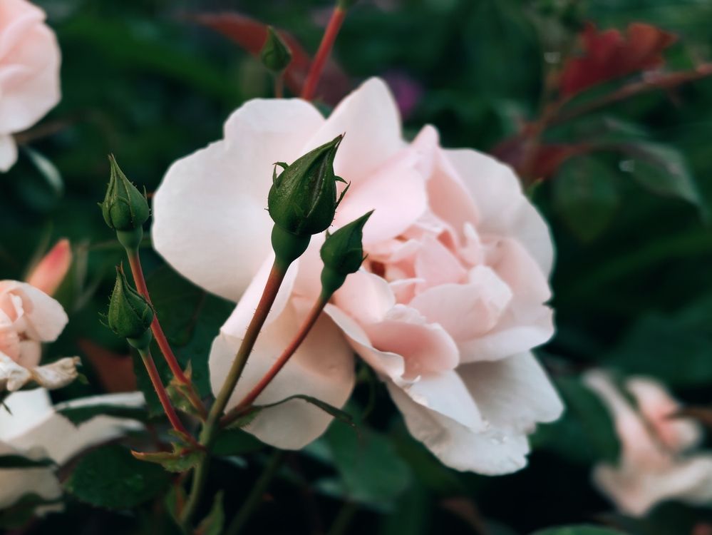 Photograph by Дарина Ворошилова