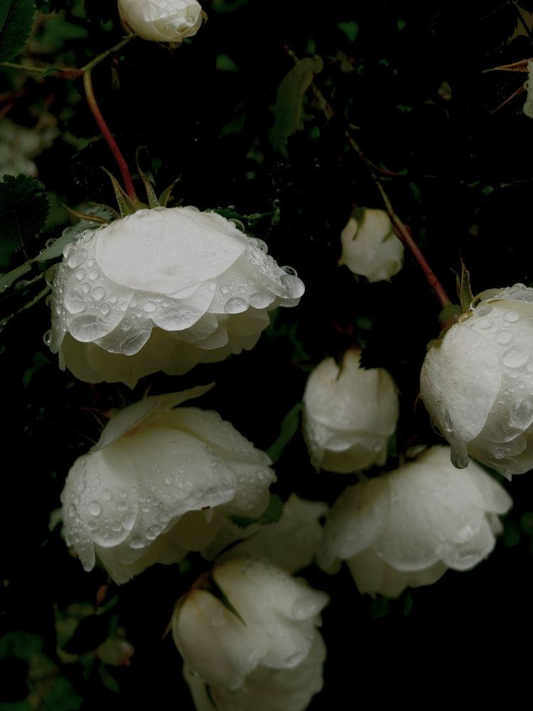 Photograph by Дарина Ворошилова