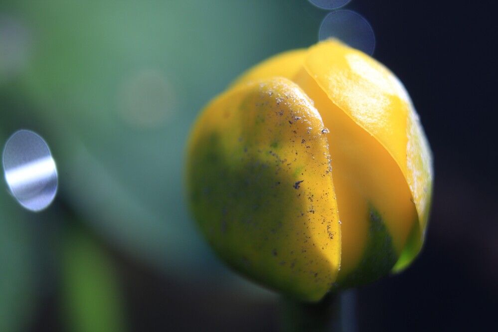 Photograph by Anna Grin