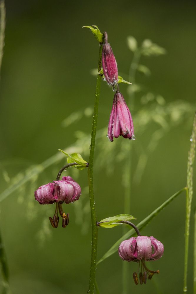 Photograph by Елена Перминова
