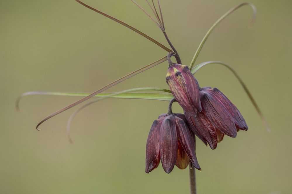 Photograph by Елена Перминова
