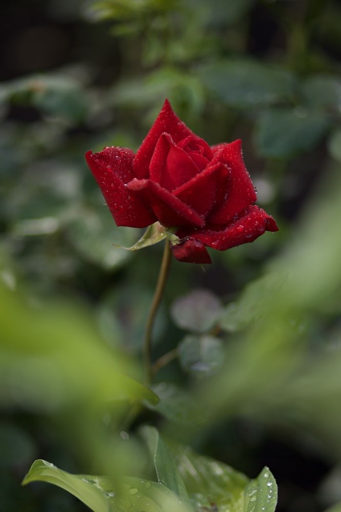 Photograph by Ольга Веретенникова