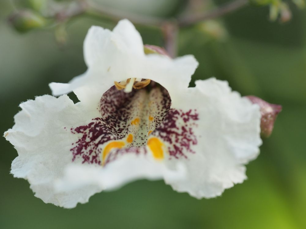 Photograph by Сергей Борисов