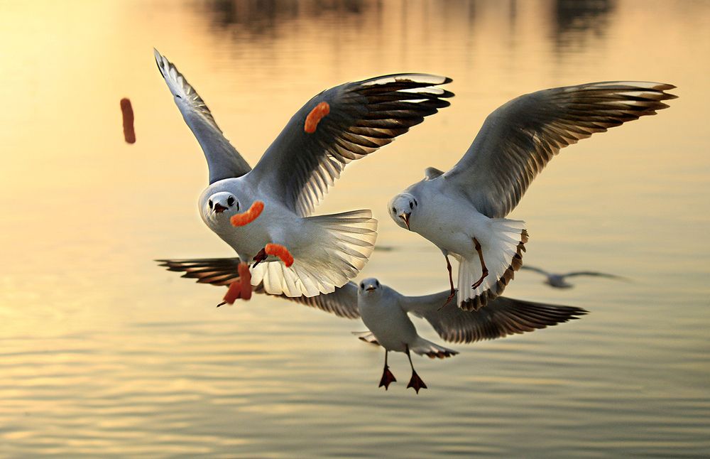 Photograph by hasan sorena jouri