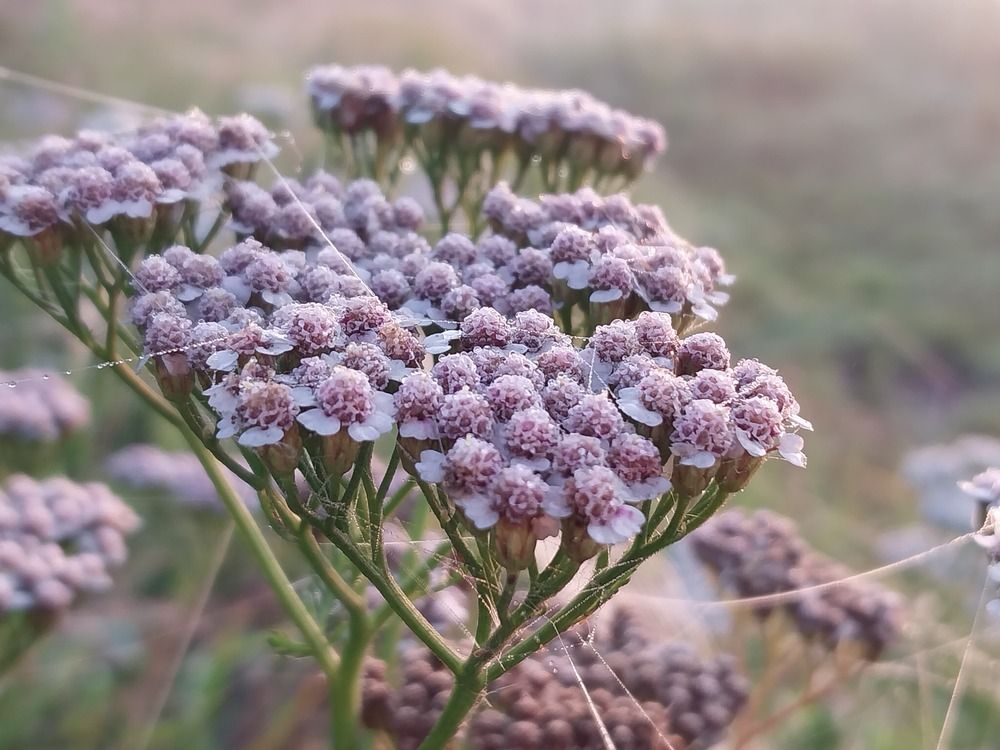 Photograph by Юлия Фирман