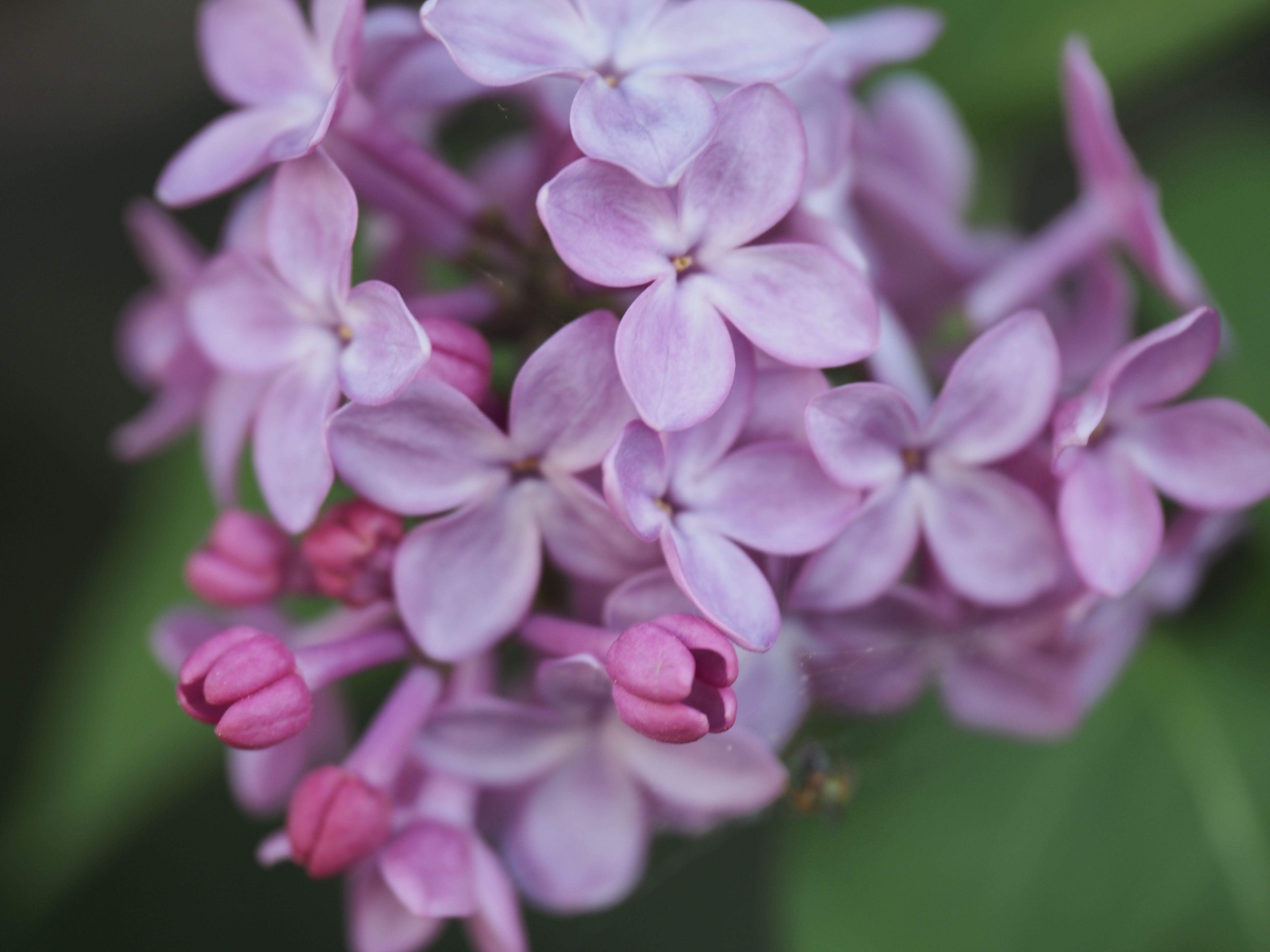 Photograph by Сергей Борисов