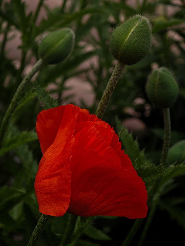 Photograph by Екатерина Кирьянова