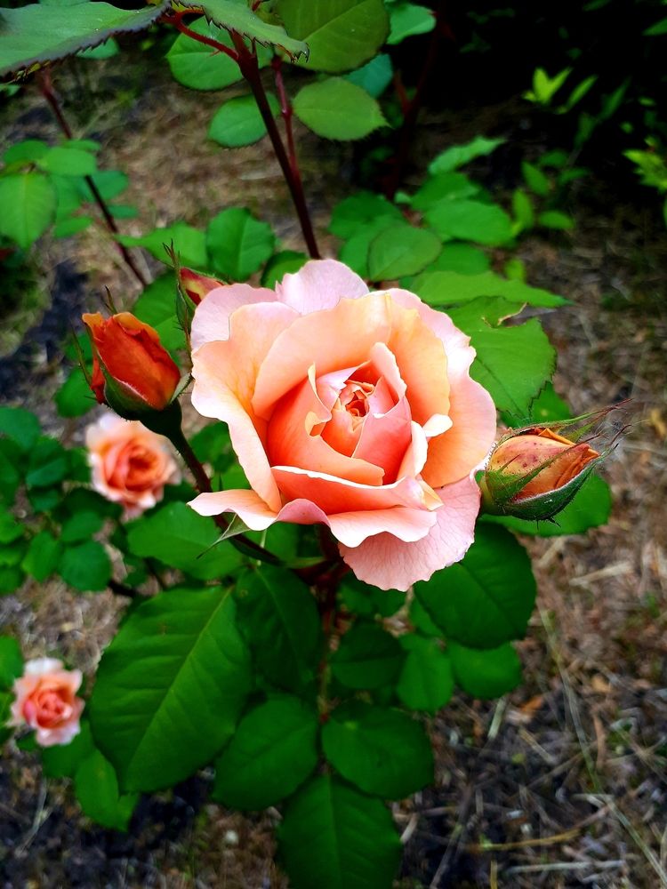 Розовые розы.